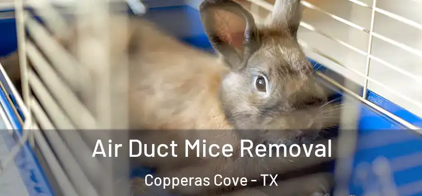  Air Duct Mice Removal Copperas Cove - TX